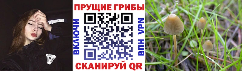 что такое наркотик  мега ссылка  Псилоцибиновые грибы GOLDEN TEACHER  Светогорск 